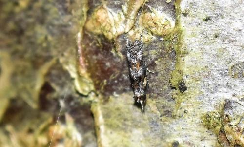 Mompha miscella